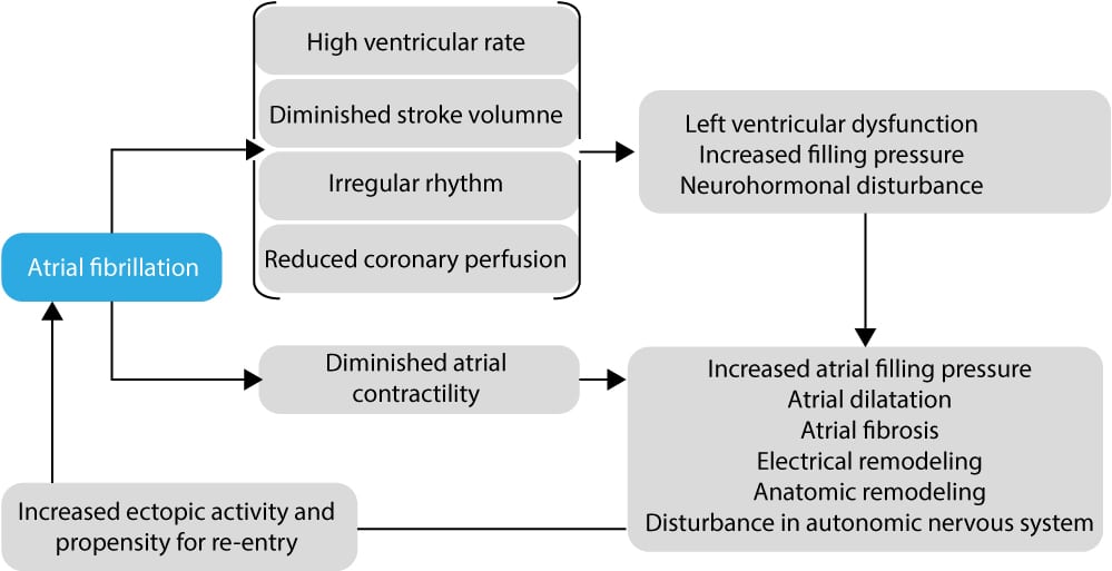 Figure 5. Flow chart showing the development of atrial fibrillation and how it promotes continued fibrillatory activity.