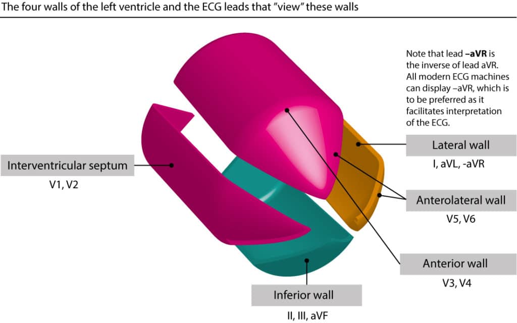 The ECG leads: electrodes, limb leads, chest (precordial ... posterior ecg lead placement diagram 
