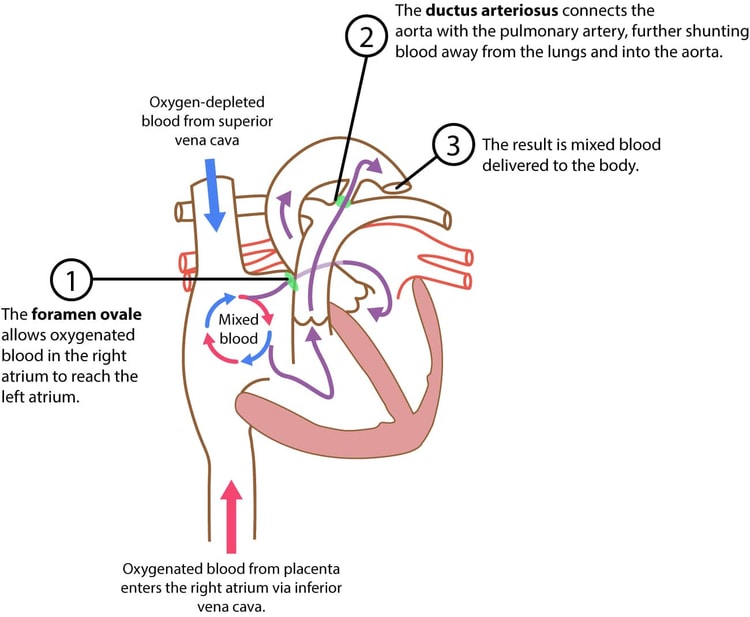 Figure 2. The fetal circulation.