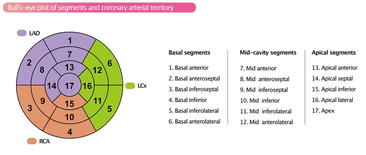 Figure 2. Display, on a circumferential polar plot, of the 17 myocardial segments and the recommended nomenclature for tomographic imaging of the heart.