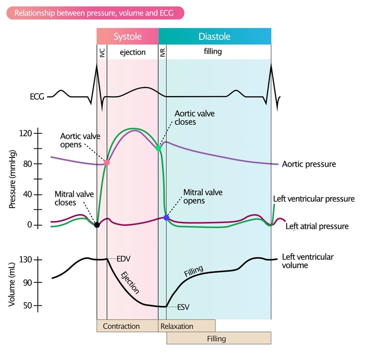 Figure 2. Left ventricular pressure-volume relationship and ECG waveforms during systole and diastole.