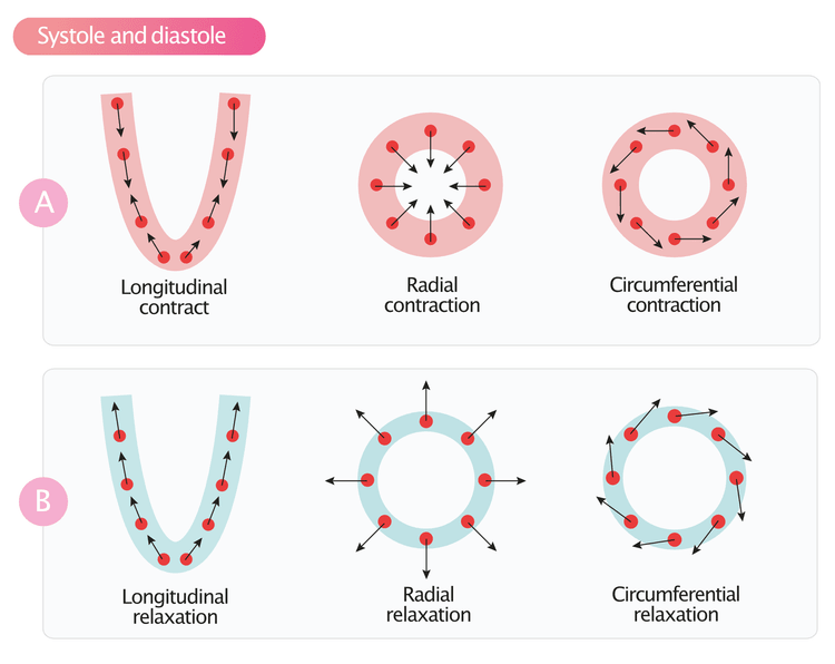 Myocardial motion during systole and diastole.