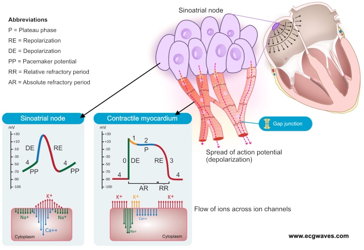Figure 1. The action potential in the sinoatrial node and in contractile myocardial cells. Phase 4 of the action potential in the sinoatrial node is called 