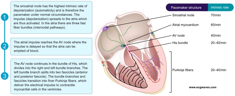 Figure 4. Overview of the electrical impulse during a cardiac cycle (left-hand side) and the pacemaker hierarchy (right-hand side). All pacemaker structures are capable of spontaneous depolarization (automaticity), and can therefore serve as the heart
