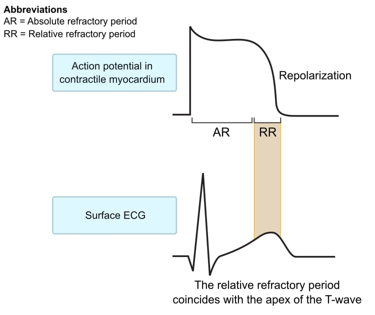 Figure 2. Absolute and relative refractory periods during the action potential.
