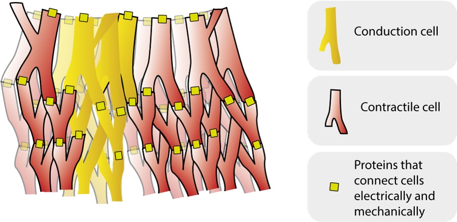Figure 2. Schematic illustration of the myocardial syncytium. Note the branched cell structure and the connections between the cells.