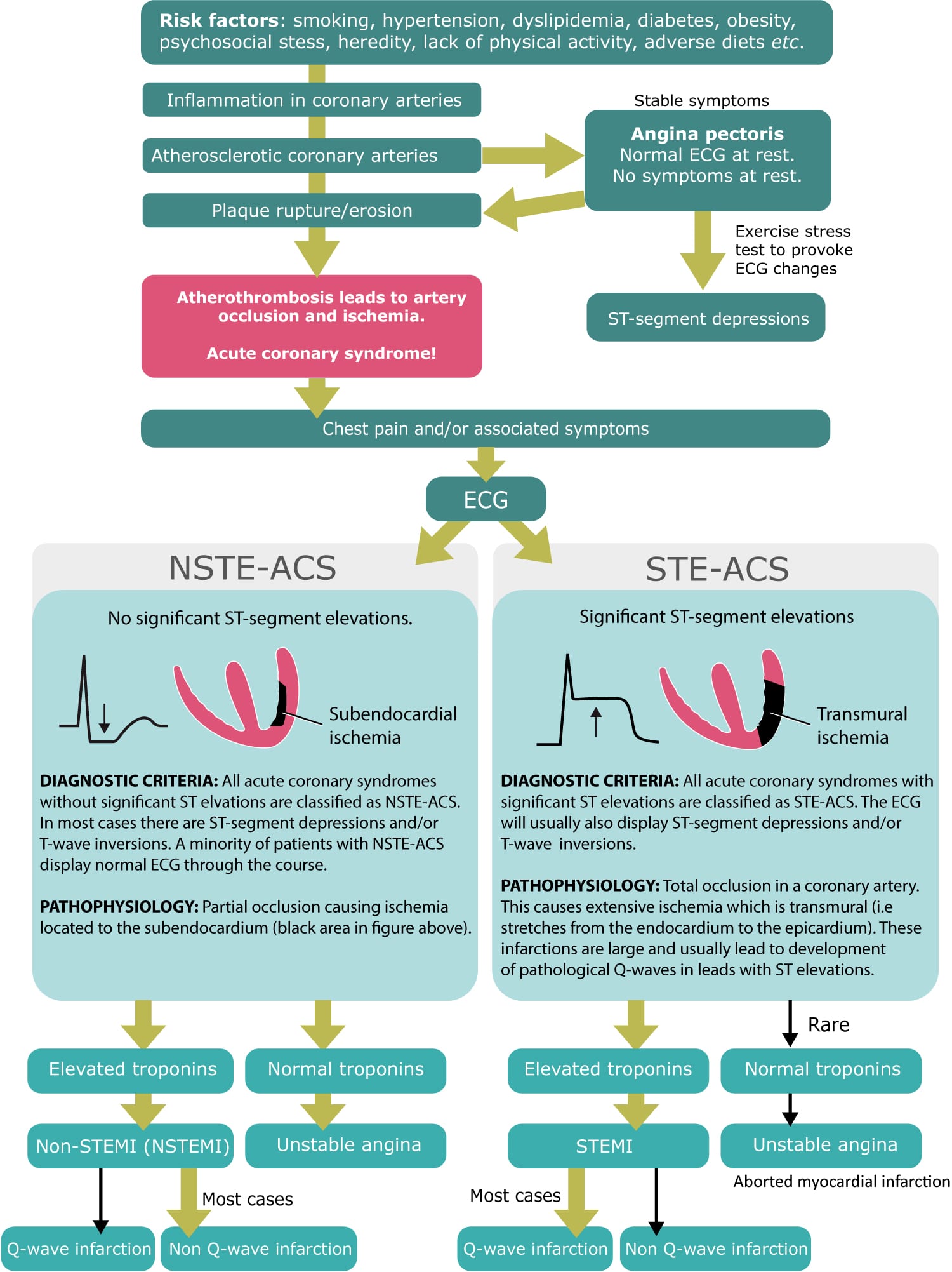 Coronary Artery Flow Chart