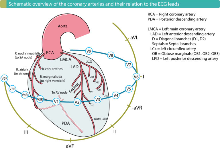 The Coronary Arteries – The Cardiovascular