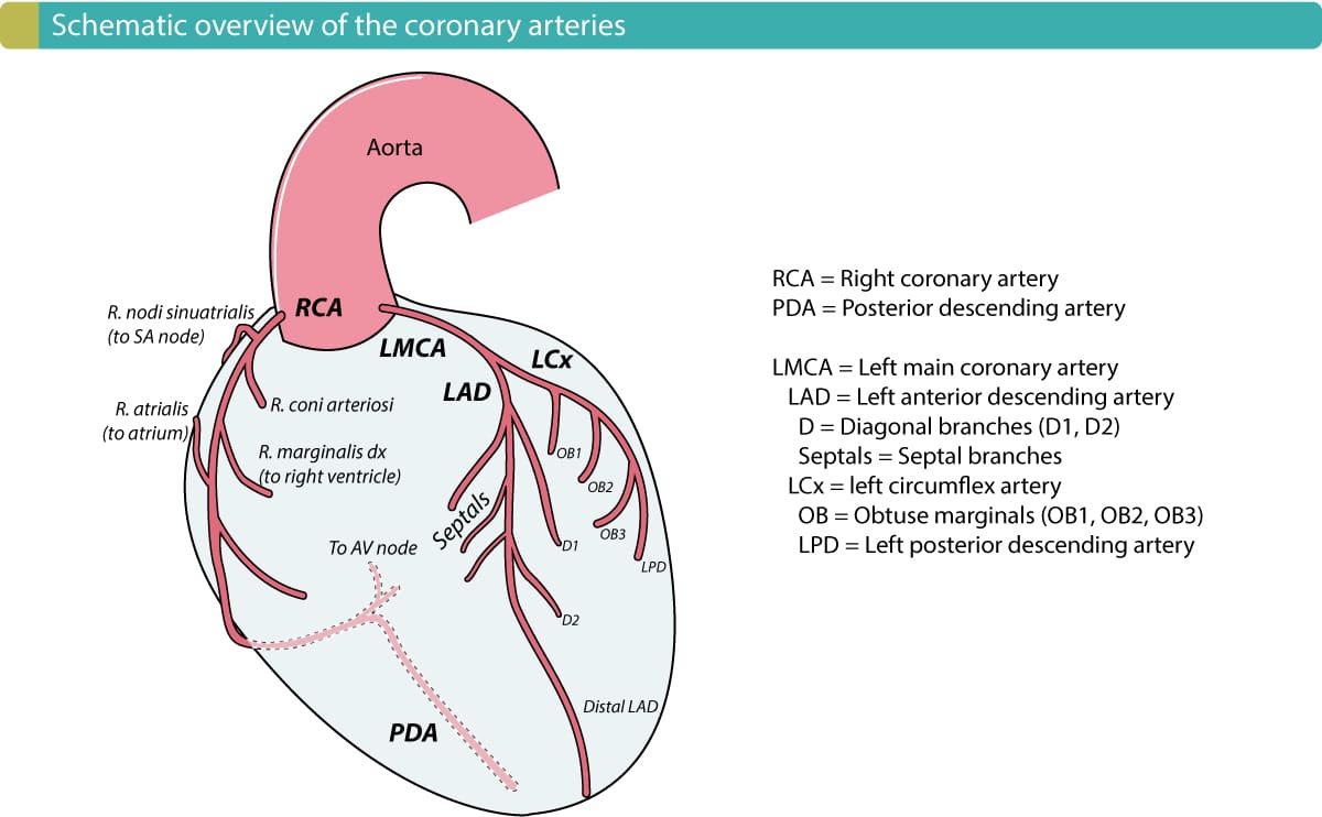 what is meaning of dominant artery