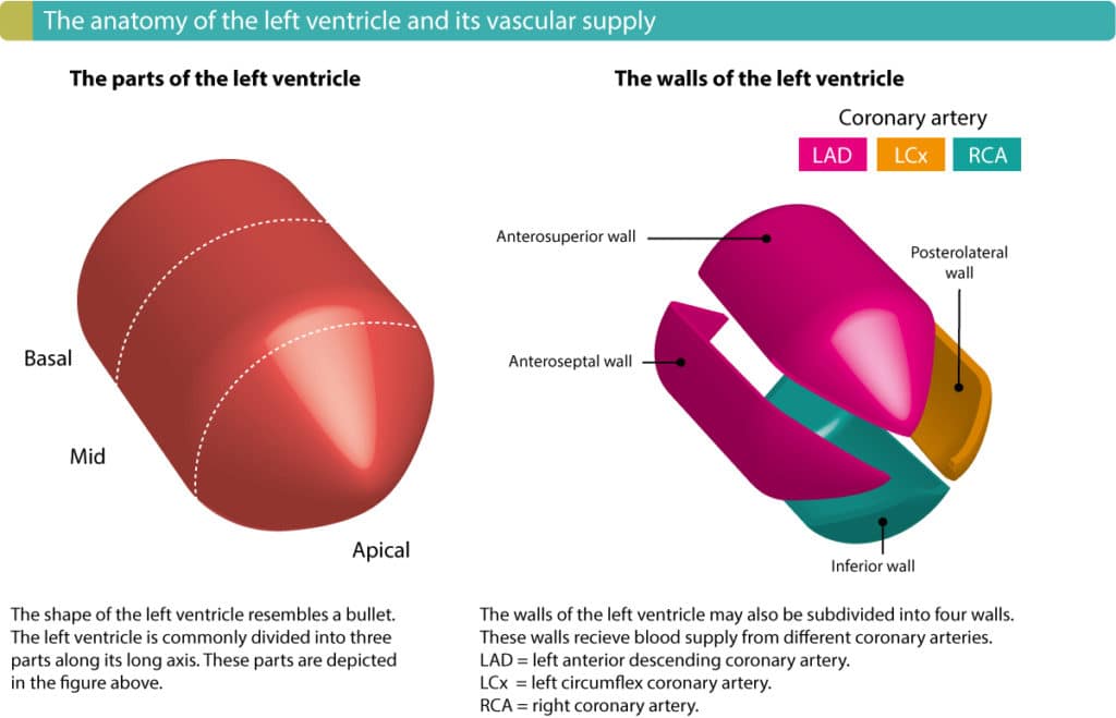 Figure 3. The walls of the left ventricle and the ECG leads reflecting these walls. Localization of myocardial infarction / ischemia requires knowledge of these concepts.