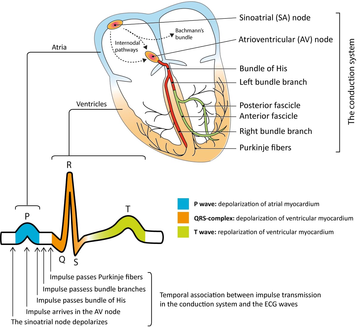 cardiac conduction system and its relationship with ecg