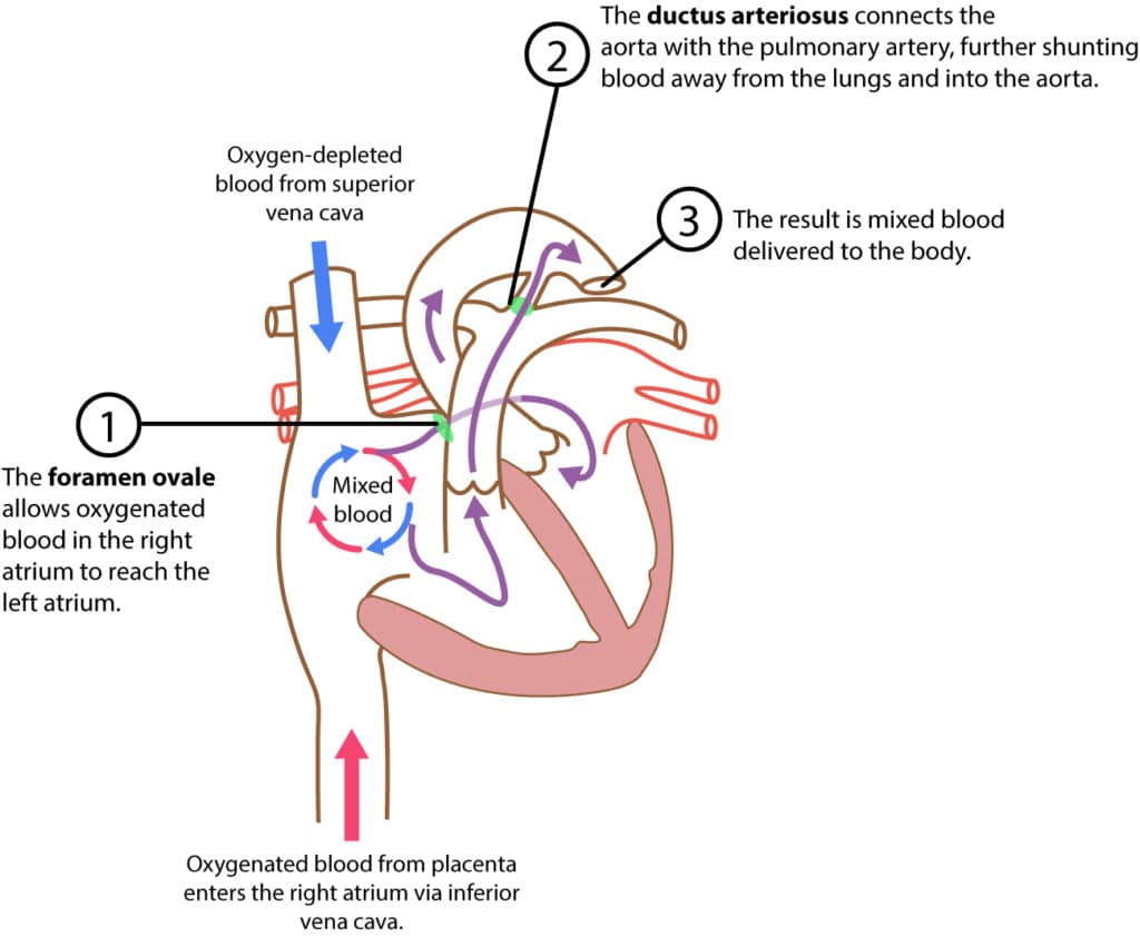 Figure 2. The fetal circulation.