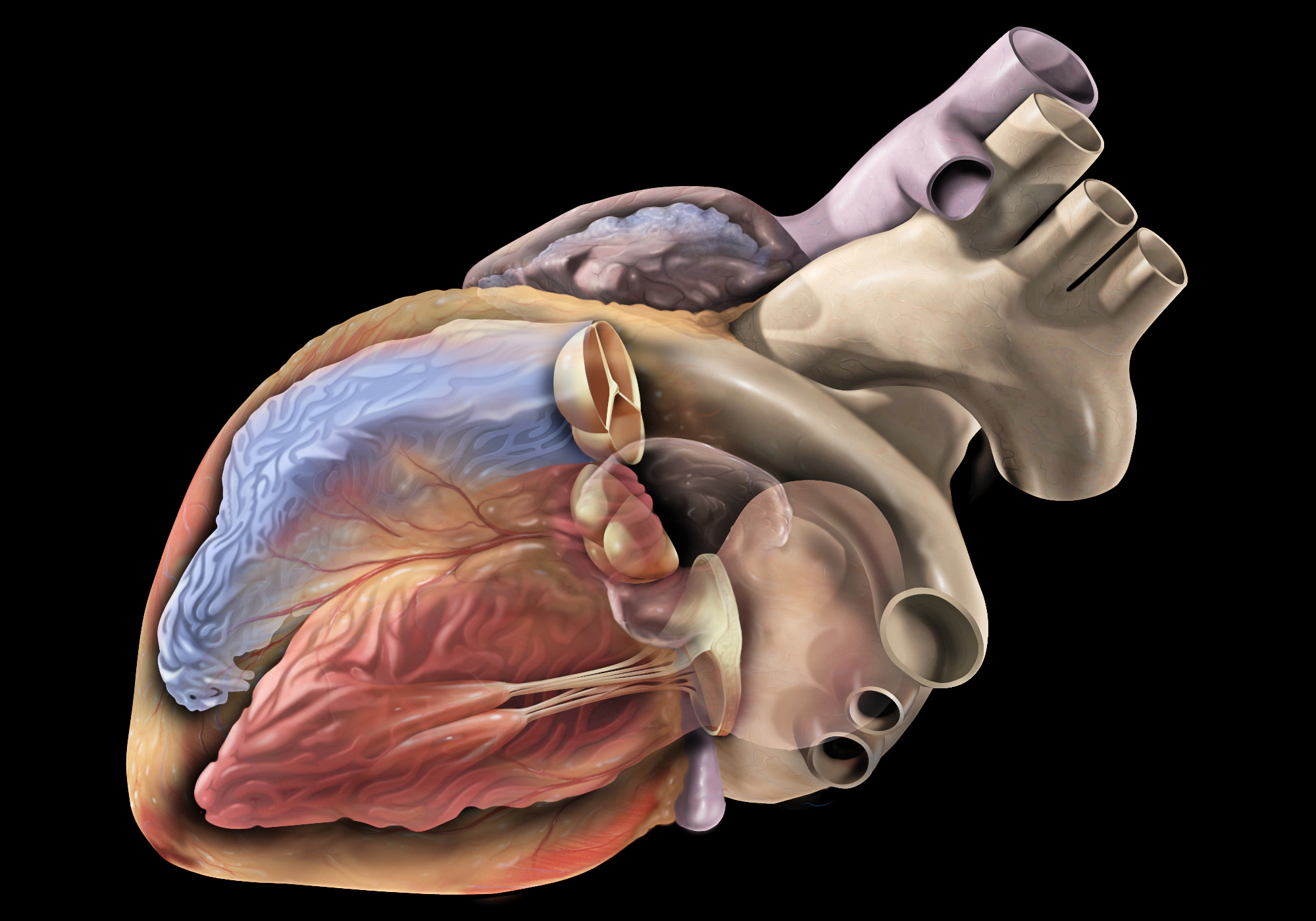 Basic Cardiac Anatomy & Physiology