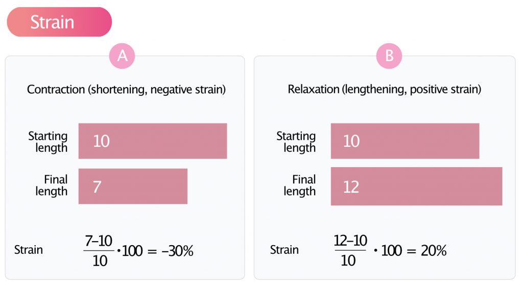 global longitudinal strain calculation