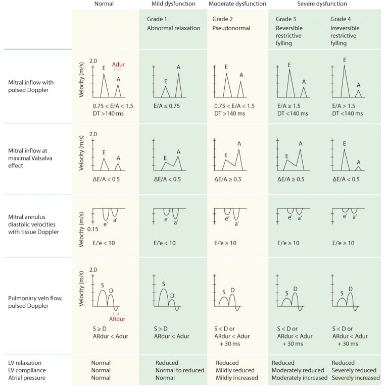 Left ventricular diastolic function – The Cardiovascular