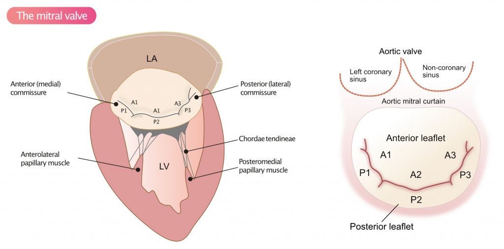 Anatomy of the mitral valve