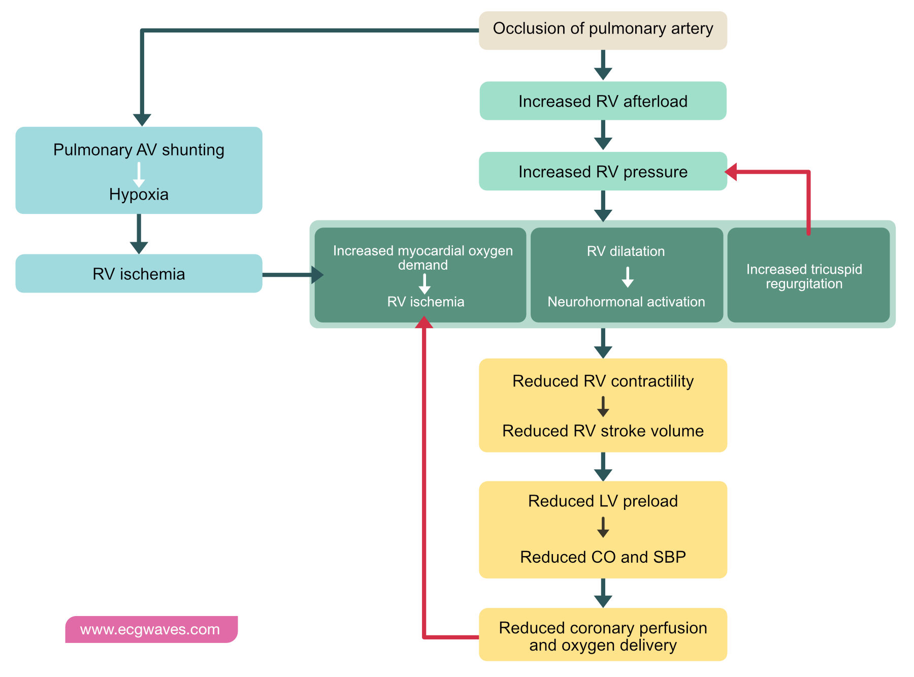 Pulmonary Pathophysiology